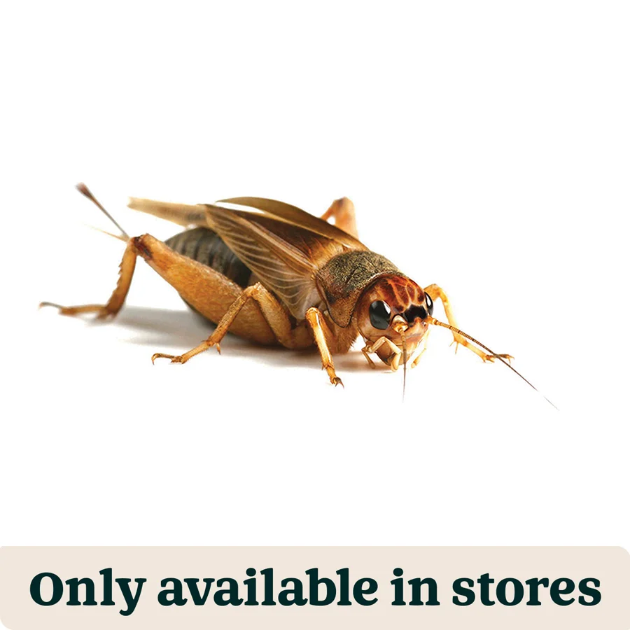 Versatile Pets at Home Live Reptile Food Brown Crickets 2nd 6-8mm 200 Pack World-Class