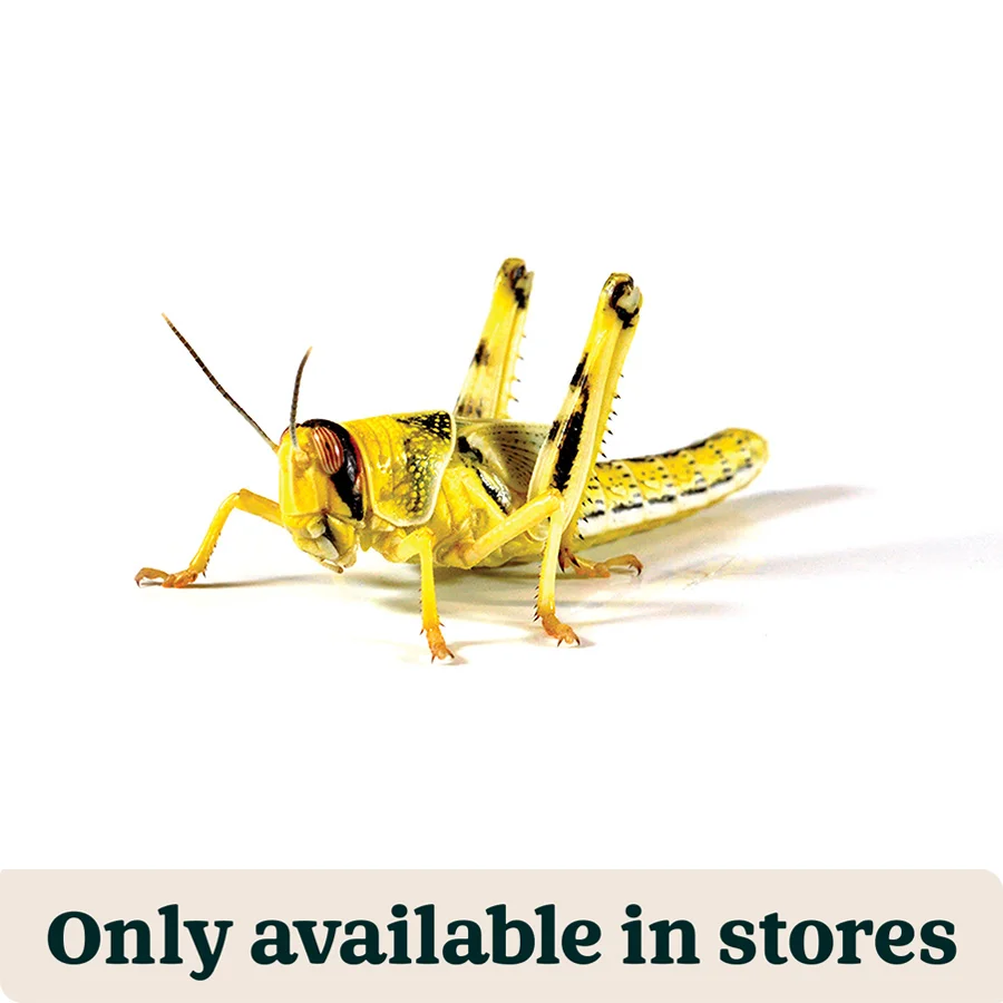 Elite Pets at Home Locusts Small Hoppers Reptile Food 8-12mm 20 Pack Sophisticated