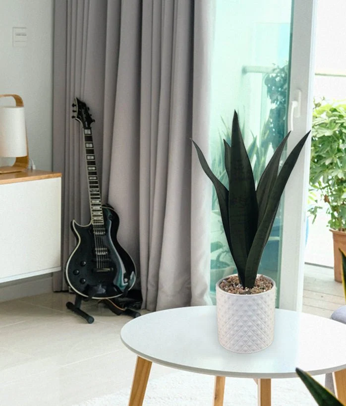 Unique Snake Plant Ceramic Pot 11x37 Powerful