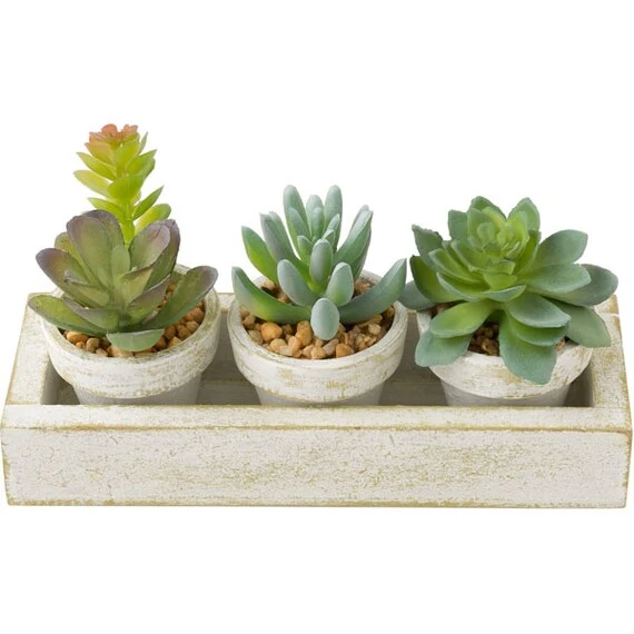 Secure 3PCS SUCCULENT WITH TRAY HA34315GN Unique