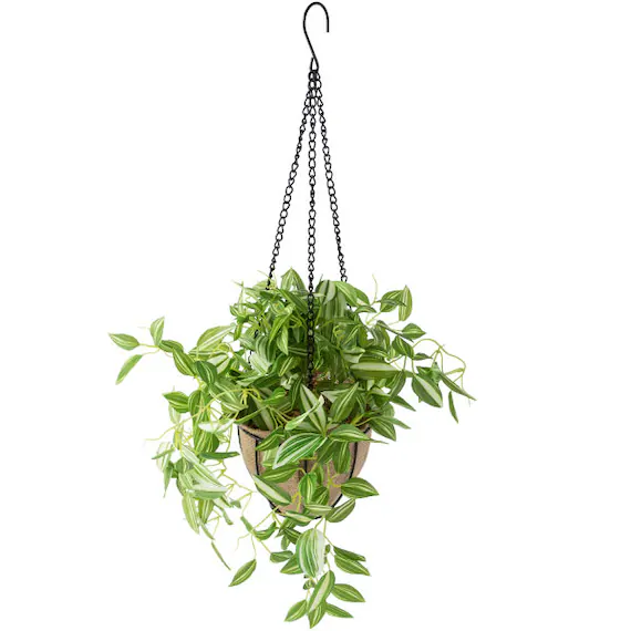 User-Friendly 69CM WANDERING JEW W IRONWARE POT KM09-S194 272ONT Selected