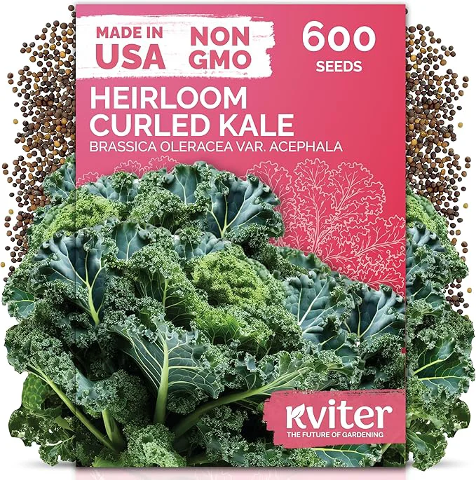 High-End KVITER 600 Vates Blue Scotch Curly Kale Seeds – Curled Green Kale Seed Packets Reliable