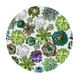 Original Andreas Succulents Jar Opener 6 in. Next-Generation