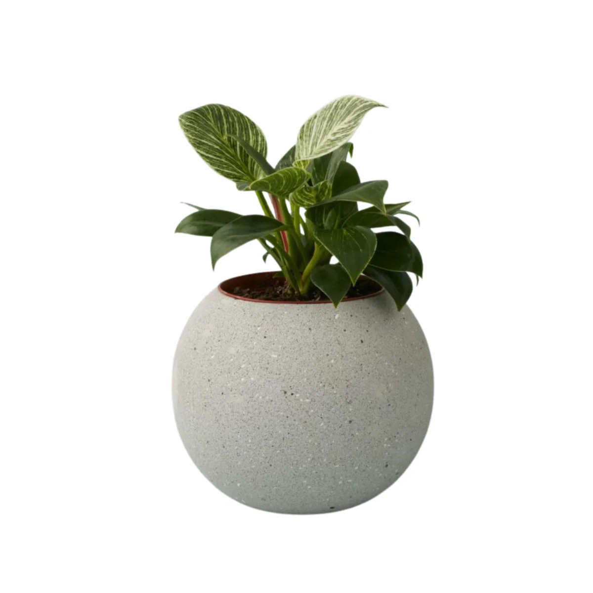 Exceptional Atallo Cement Planter Smart
