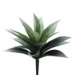 Verified Agave Plant 11in Sustainable