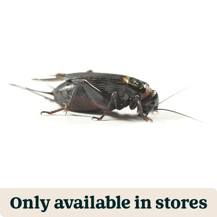 Stylish Pets at Home Live Reptile Food Black Crickets 3rd 8-10mm 200 Pack Smart