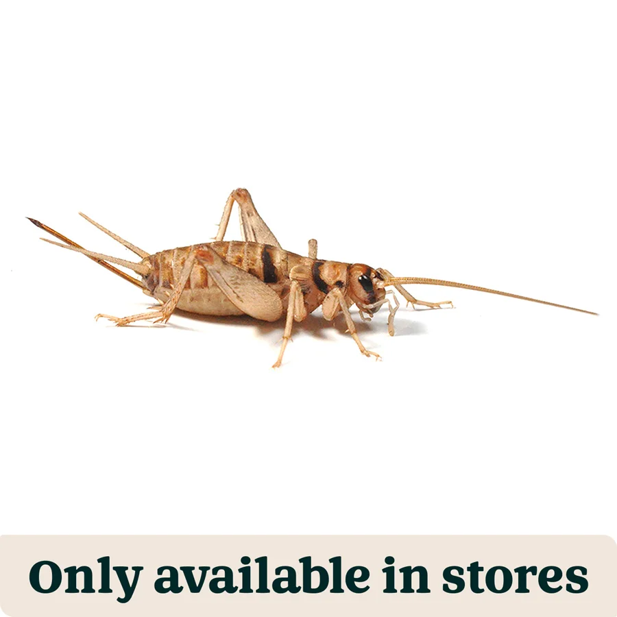 Carefully Designed Pets at Home Live Reptile Food Banded Brown Crickets 1st 3mm 200 Pack Smart
